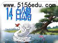 《白公鹅》ppt课件1
